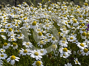 Chamomile stands out as a complete source of healing photo